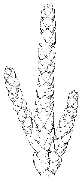 Western Redcedar needle photo
