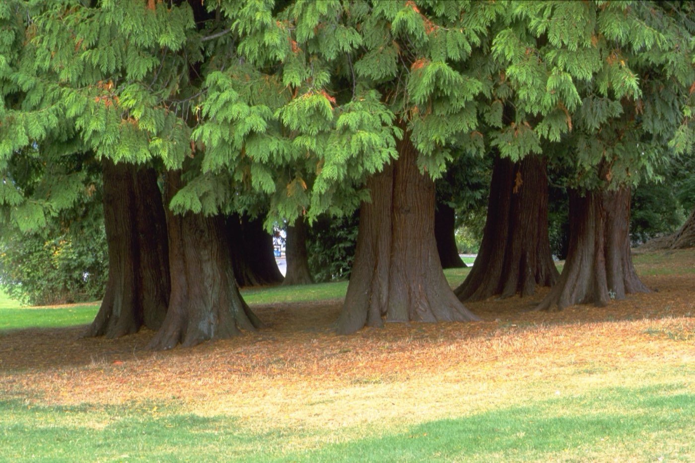 Western Redcedar picture photo