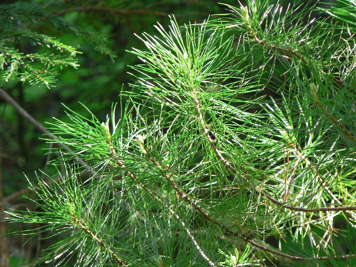 Western White Pine needle photo