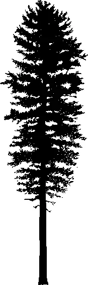 Western White Pine illustration