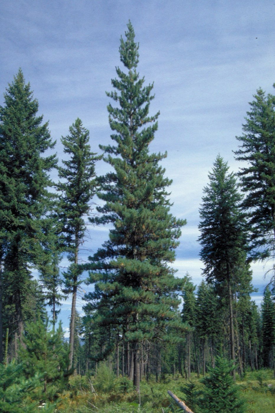 Western White Pine picture photo